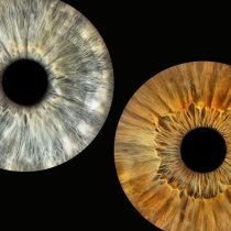 Тона - Голливуд