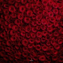 Lkn - Миллионы алых роз