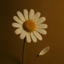 Ava Suslon - Любит иль не любит