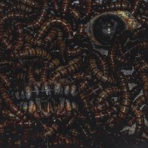 Raskol - I CLIMBED OUT OF CUNT COVERED IN BLOOD, I WAS BORN THIS WAY