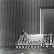 Alex Kozobolis - Stones Will Cry Out