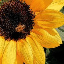 McCoy Tyner - Blues Back