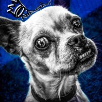 МОЖЕМ ХУЖЕ - Андердог