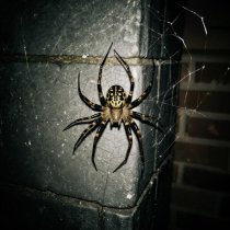 Артем Кинг - Паутина