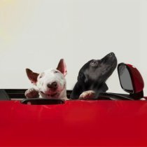 САТИСФАЕР, ASHLY. - Все псы попадают в рай