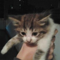 Morphy - под мотивы