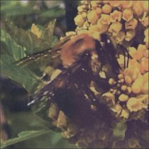 BRONCHO - Imagination