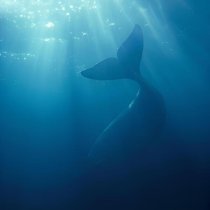 brndoom, Divanator - lonely whale