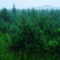 Александр Вольский - Шум Дождя Звук Дождя Шум Леса Атмосферные Звуки Белый Шум