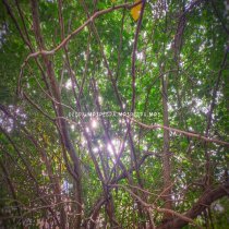 ребра.mp3 - все вокруг