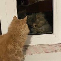 нексет емки - забери меня с собой