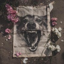 моегоре - псы попадают в рай