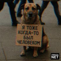 obraza net - Собака