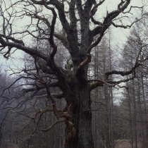 NovaKing - Everything is romantic "Fall in love again and again"