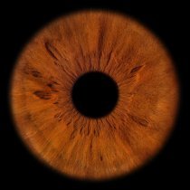 Terry - Вайбик