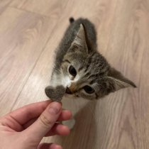 ГУДРОН - малыш я в ахуе