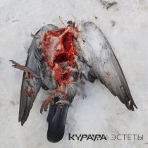 Курара - Мразь